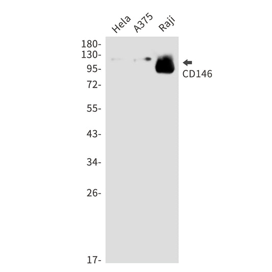 CD146 Rabbit Polyclonal Antibody