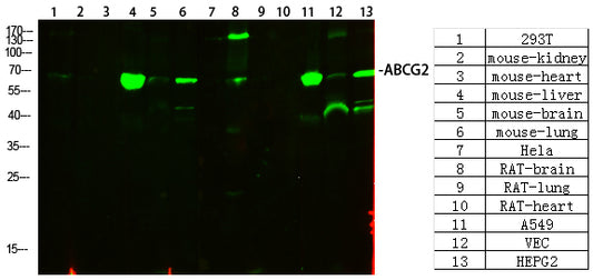 ABCG2 Rabbit Polyclonal Antibody