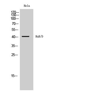 HuB/HuD Rabbit Polyclonal Antibody