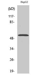 PKNOX2 Rabbit Polyclonal Antibody