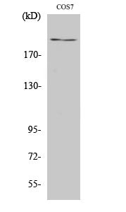 ZFP106 Rabbit Polyclonal Antibody