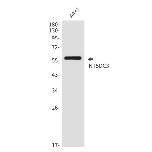 NT5DC3 Rabbit Polyclonal Antibody