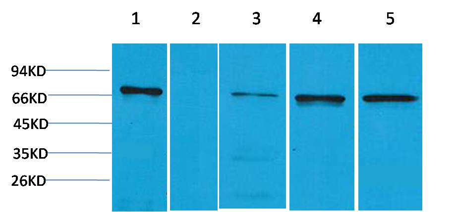 ZNF499 Rabbit Polyclonal Antibody