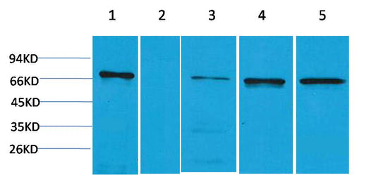 ZNF499 Rabbit Polyclonal Antibody