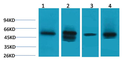 Lactate Dehydrogenase D Rabbit Polyclonal Antibody