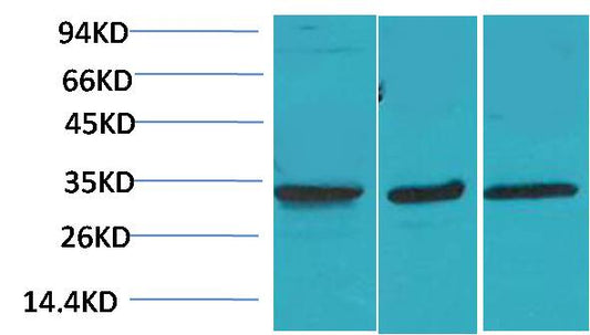 CACNG3 Rabbit Polyclonal Antibody