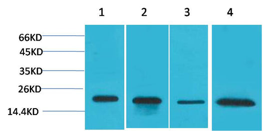 Superoxide Dismutase 1 Rabbit Polyclonal Antibody