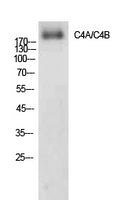 C4A/B Rabbit Polyclonal Antibody