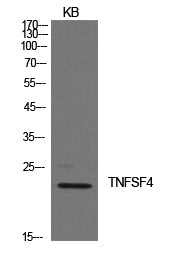 OX40L Rabbit Polyclonal Antibody