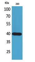 CRTH2 Rabbit Polyclonal Antibody