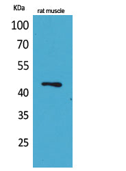 KLF12 Rabbit Polyclonal Antibody