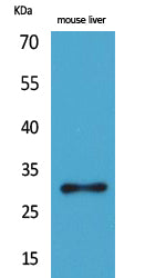 FGF5 Rabbit Polyclonal Antibody