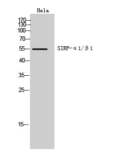 SIRP alpha/beta Rabbit Polyclonal Antibody