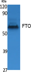 FTO Rabbit Polyclonal Antibody