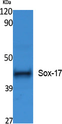 SOX17 Rabbit Polyclonal Antibody