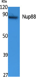 NUP88 Rabbit Polyclonal Antibody