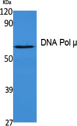 DNA Polymerase mu Rabbit Polyclonal Antibody