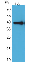 HspA6/A7 Rabbit Polyclonal Antibody