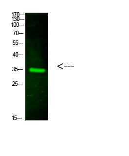 VSIG2 Rabbit Polyclonal Antibody