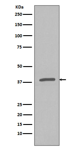 Phospho-IKB alpha (Ser32) Rabbit Polyclonal Antibody