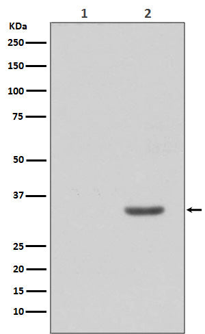 Phospho-CDK2 (Tyr15) Rabbit Polyclonal Antibody