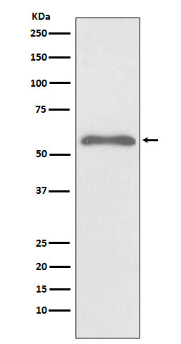 Phospho-Smad2 (Ser255) Rabbit Polyclonal Antibody