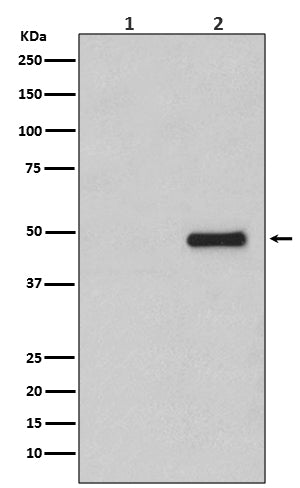 Phospho-CDC37 (Ser13) Rabbit Polyclonal Antibody
