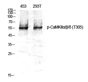 Phospho-CaMKII (Thr305) Rabbit Polyclonal Antibody