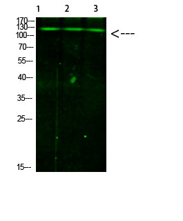 Phospho-JAK2/3 (Tyr966/939) Rabbit Polyclonal Antibody