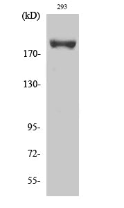 Phospho-IRS1 (Ser639) Rabbit Polyclonal Antibody