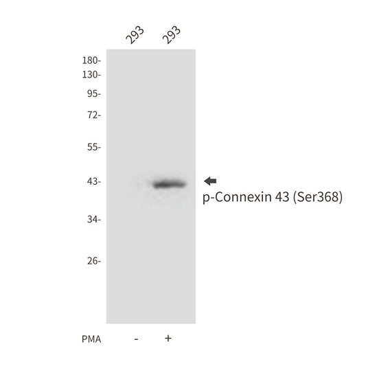 Phospho-Connexin 43 (Ser368) Rabbit Polyclonal Antibody