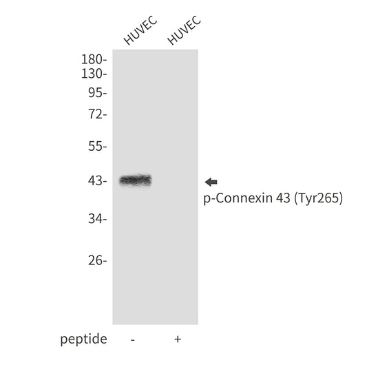 Phospho-Connexin 43 (Tyr265) Rabbit Polyclonal Antibody