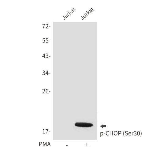 Phospho-CHOP (Ser30) Rabbit Polyclonal Antibody