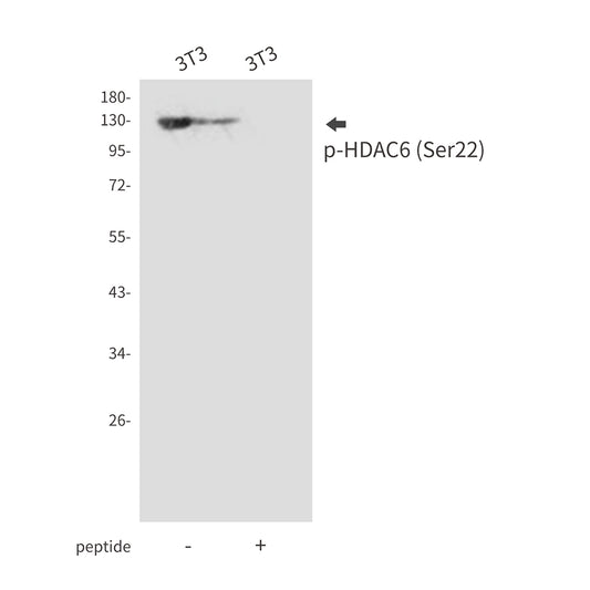 Phospho-HDAC6 (Ser22) Rabbit Polyclonal Antibody