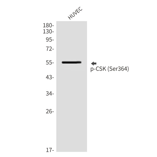 Phospho-CSK (Ser364) Rabbit Polyclonal Antibody