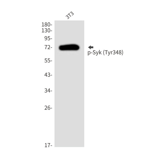 Phospho-Syk (Tyr348) Rabbit Polyclonal Antibody