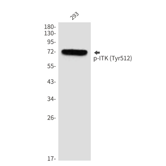 Phospho-ITK (Tyr512) Rabbit Polyclonal Antibody
