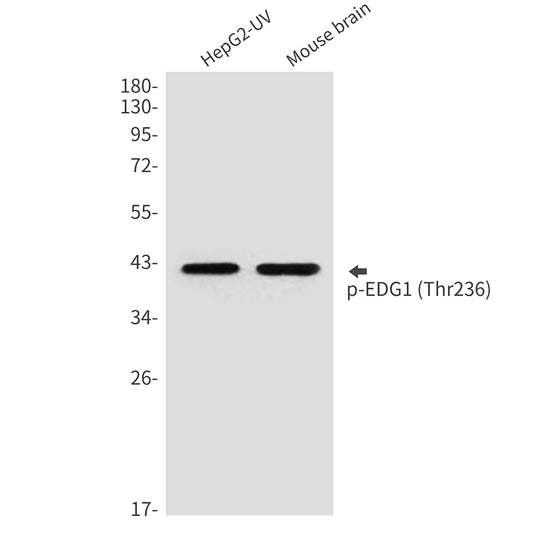 Phospho-EDG1 (Thr236) Rabbit Polyclonal Antibody