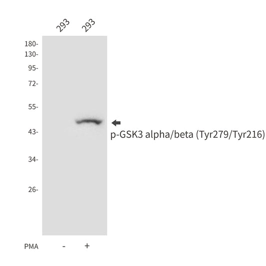 Phospho-GSK3 (Tyr279/Tyr216) Rabbit Polyclonal Antibody