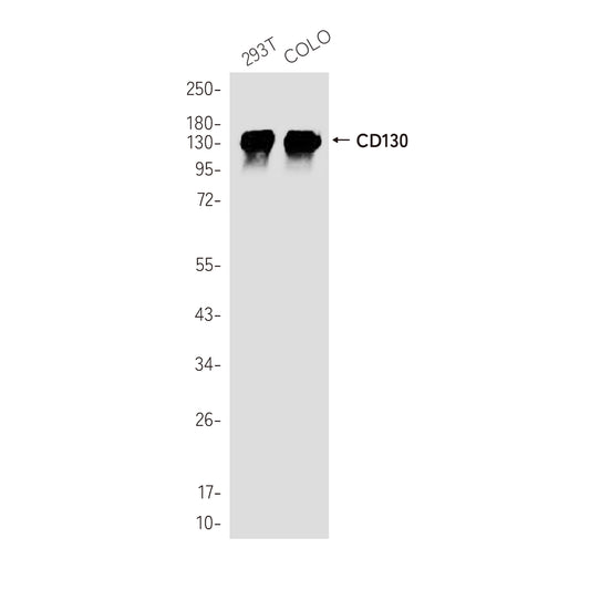 CD130 Rabbit Polyclonal Antibody