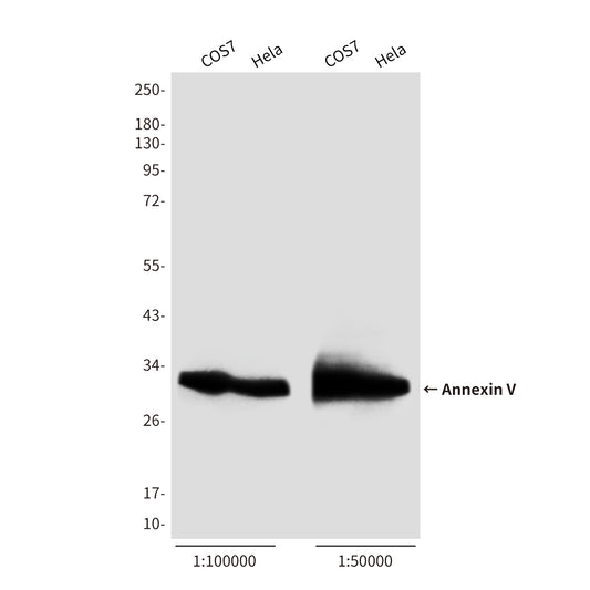 Annexin V Rabbit Polyclonal Antibody (HRP)