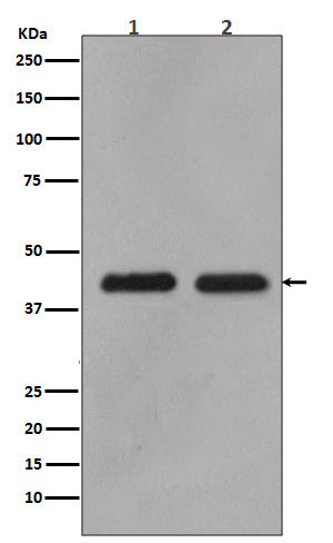 MEK1/2 Rabbit Polyclonal Antibody