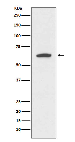 Cytokeratin 9 Rabbit Polyclonal Antibody