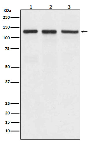 Integrin alpha V Rabbit Polyclonal Antibody