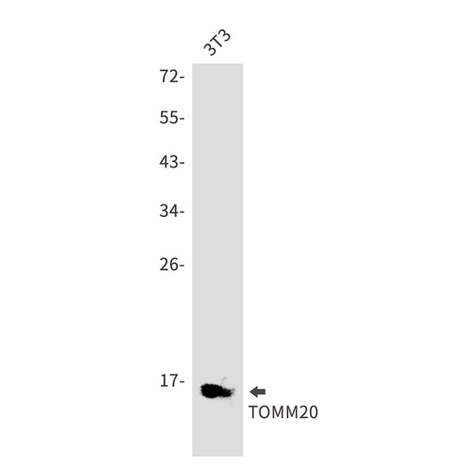 TOMM20 Rabbit Polyclonal Antibody