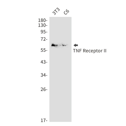 TNF Receptor 2 Rabbit Polyclonal Antibody