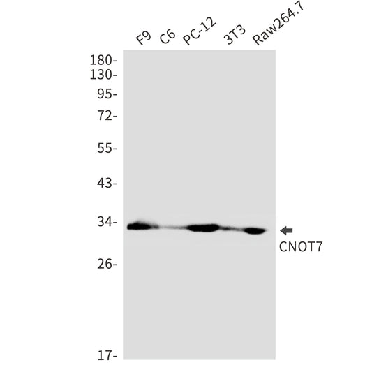 CNOT7 Rabbit Polyclonal Antibody
