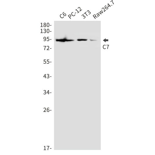 C7 Rabbit Polyclonal Antibody