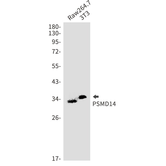 PSMD14 Rabbit Polyclonal Antibody