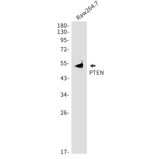 PTEN Rabbit Polyclonal Antibody